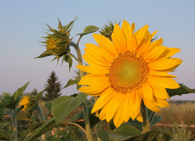 Sunflower