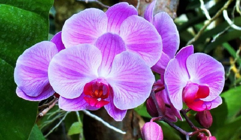 Beautiful orchid branches