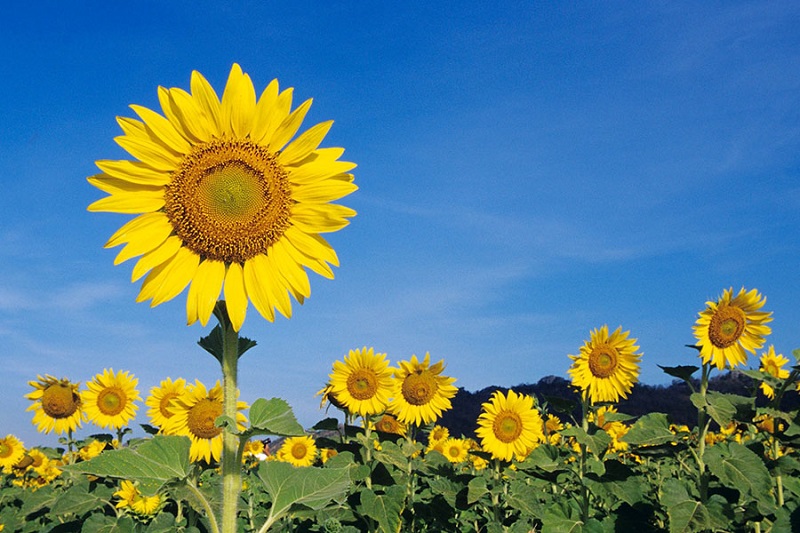 Beautiful sunflower field