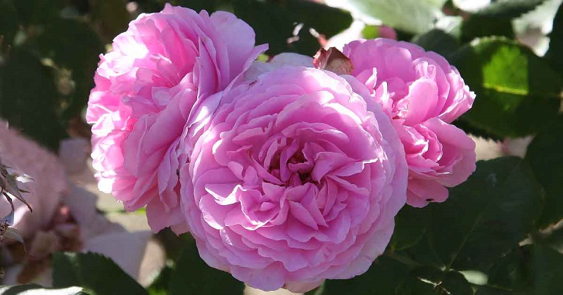 Bourbon rose with sweet fragrance