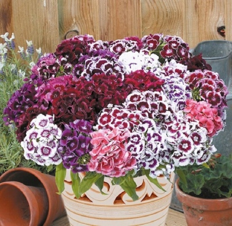 Carnations in Bunches