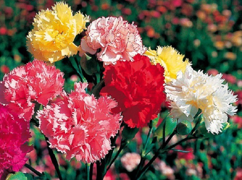 Carnations symbolize sweet and deep love