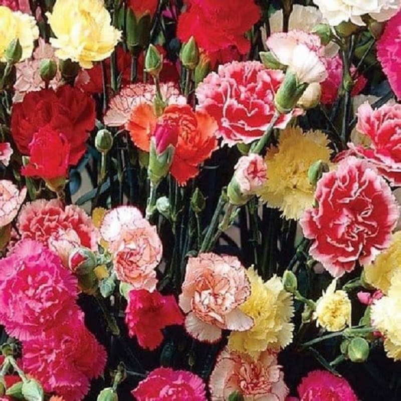 Chabaud Carnations are soft flowers that come in many colors