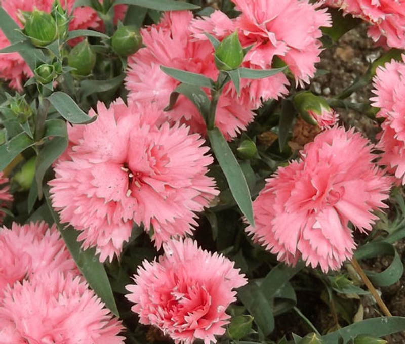 Chabaud Carnations