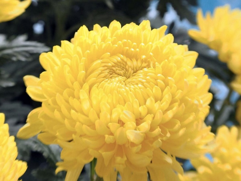 Chrysanthemum