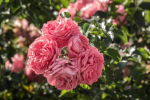 Damask Roses