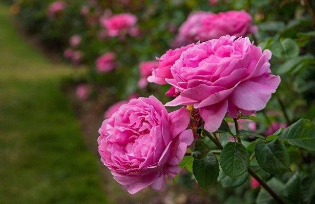 Damask roses are famous for their seductive fragrance