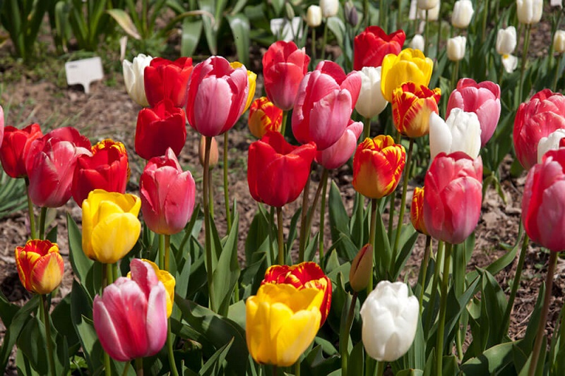 Darwin Hybrid Tulips bring exquisite beauty