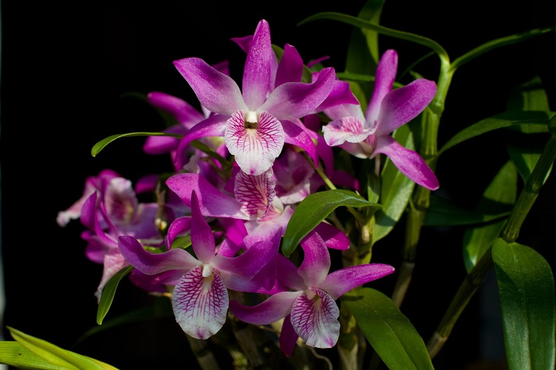 Dendro orchids are quite popular in Vietnam