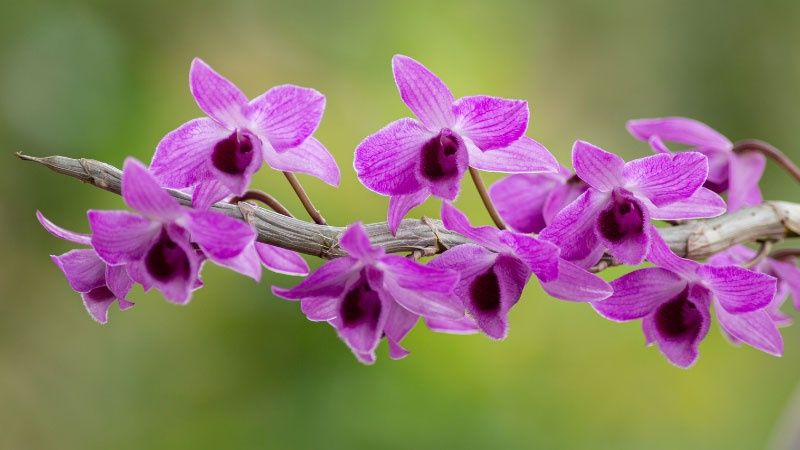 Dendro orchids come in a variety of colors