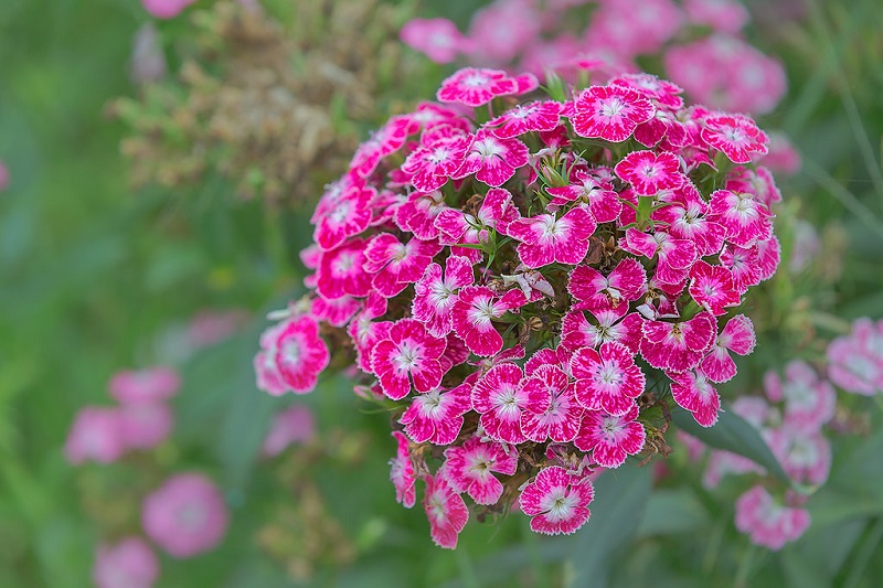 Dwarf Carnations symbolize friendship and pure love