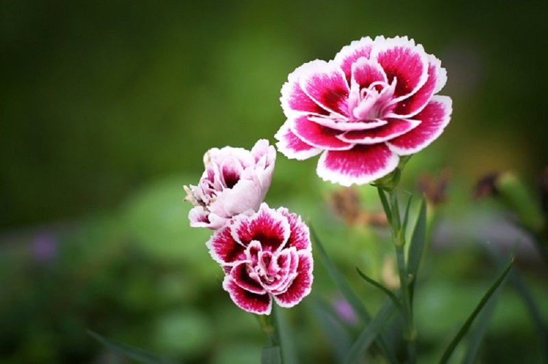 Dwarf Carnations