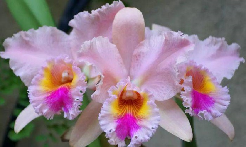 Find out what Cattleya orchids are?