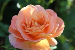 Floribunda Roses