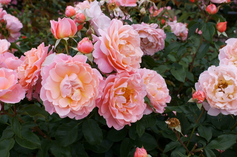 Floribunda roses are a variety of rose bushes that produce very beautiful flowers