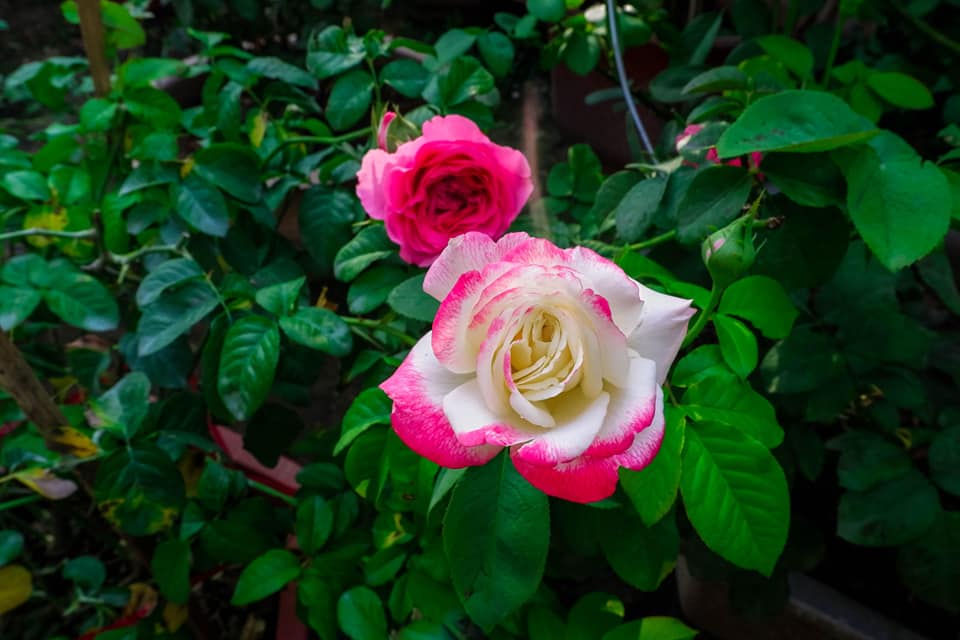 How to care for Hybrid Tea Roses