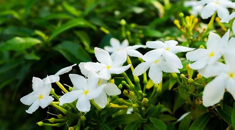 How to care for jasmine plants