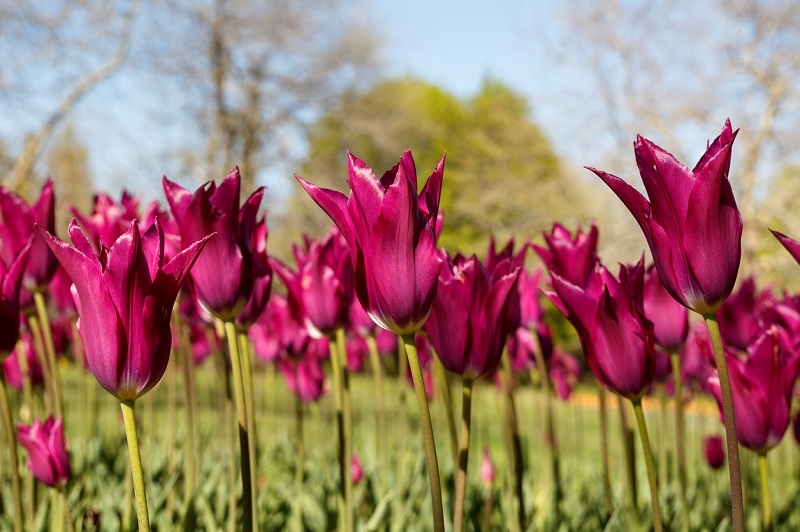 How to care for Lily-Flowered Tulips