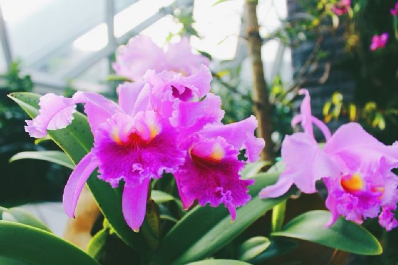 How to identify cattleya orchids