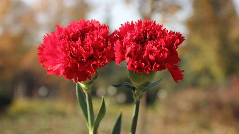 Image of carnations