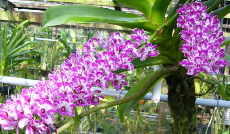 Image of Vanda orchids being carefully cared for