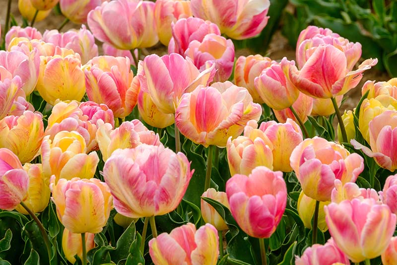 Instructions on how to care for Parrot Tulips