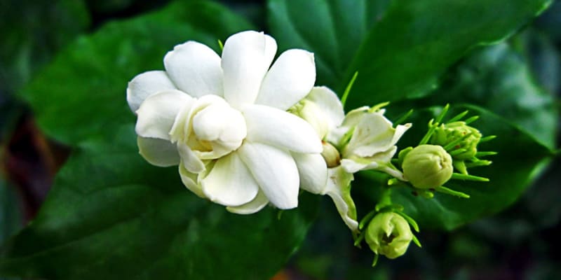 Jasminum grandiflorum provides a seductive fragrance