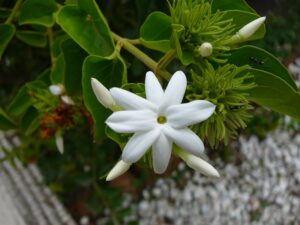 Jasminum nudiflorum