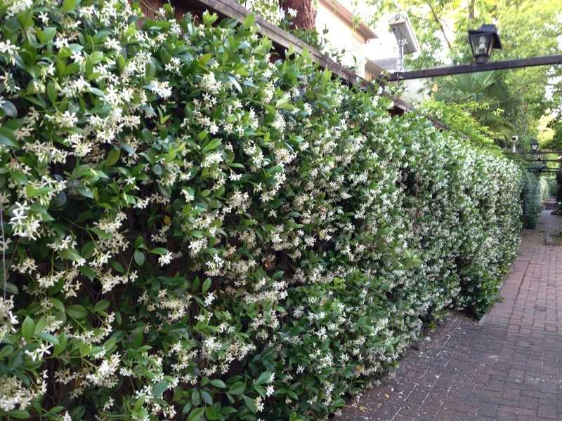 Jasminum officinale is used to decorate the front gate