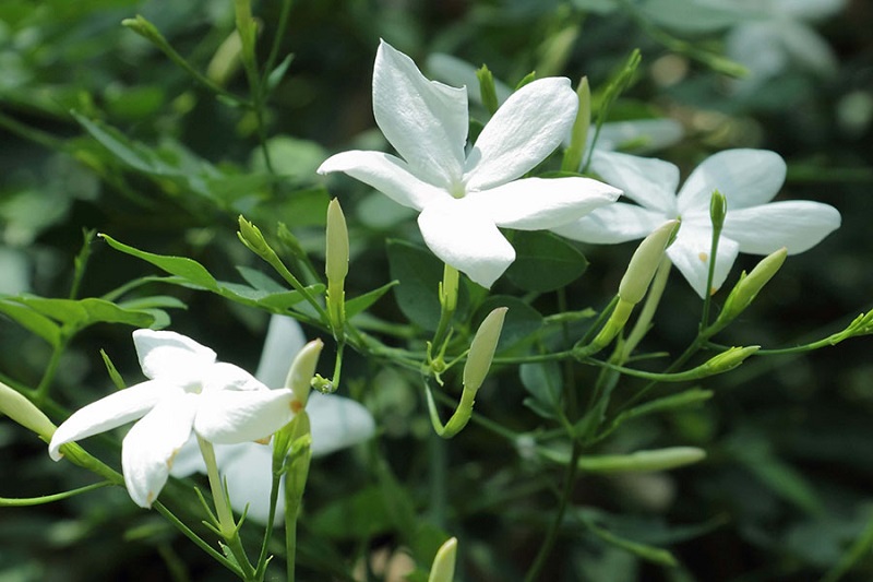 Jasminum officinale