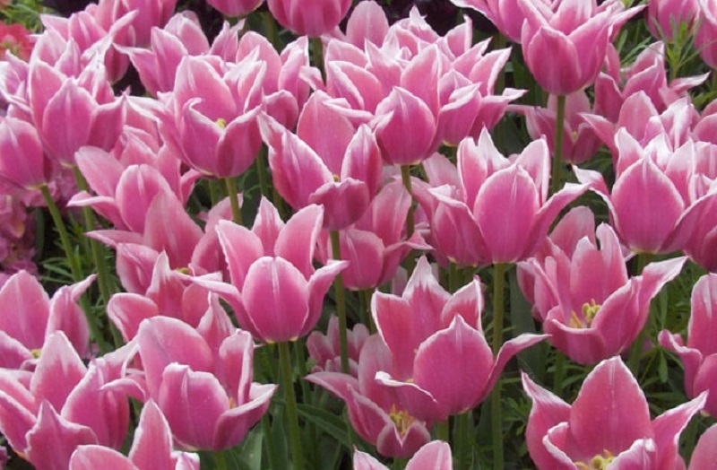 Lily-Flowered Tulips