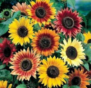 Multi-Colored Sunflowers