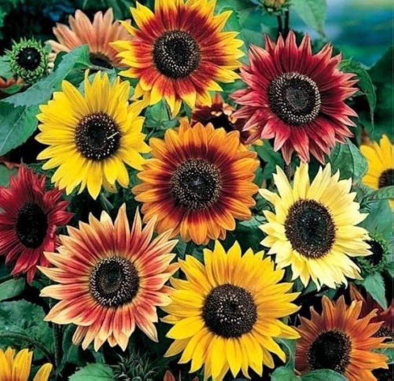 Multi-Colored Sunflowers