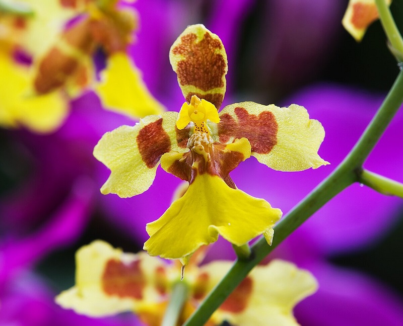 Oncidium has many profound meanings