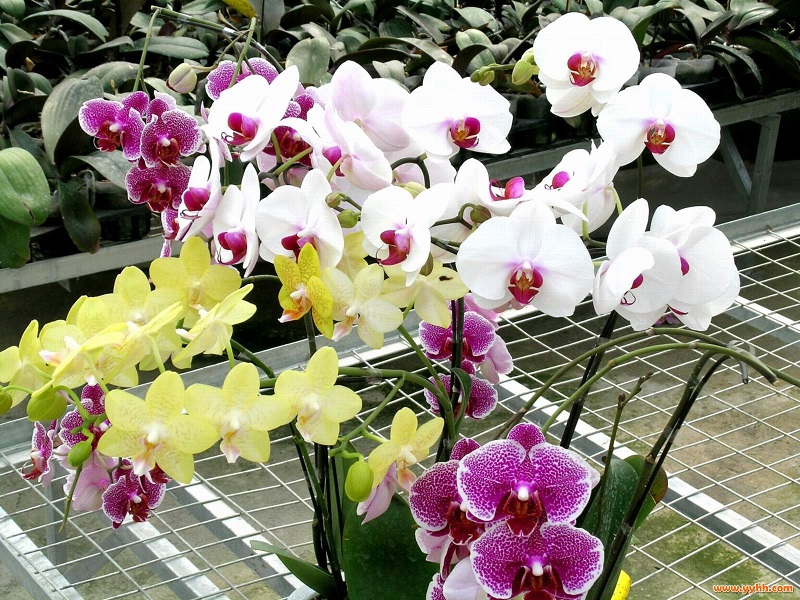 Orchid Phalaenopsis