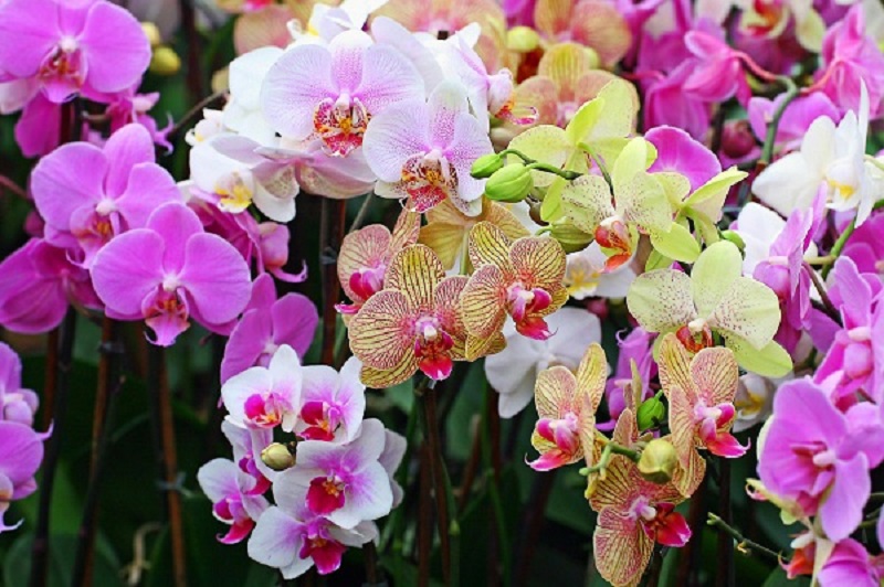 Orchids symbolize strength