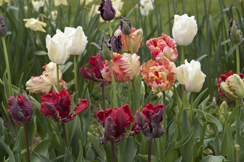 Parrot Tulips