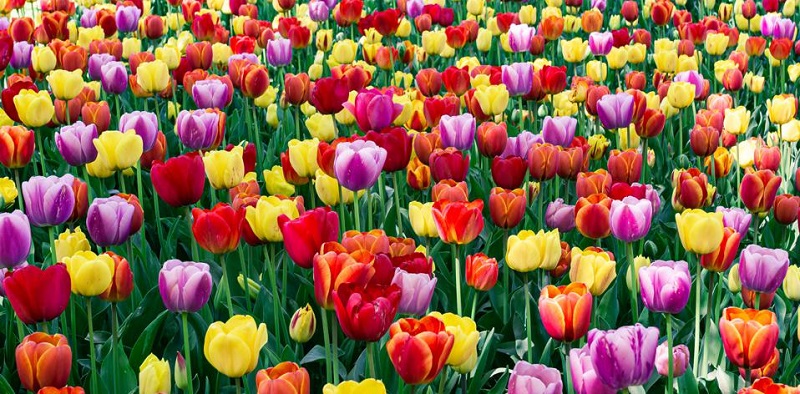 Pictures of Tulips