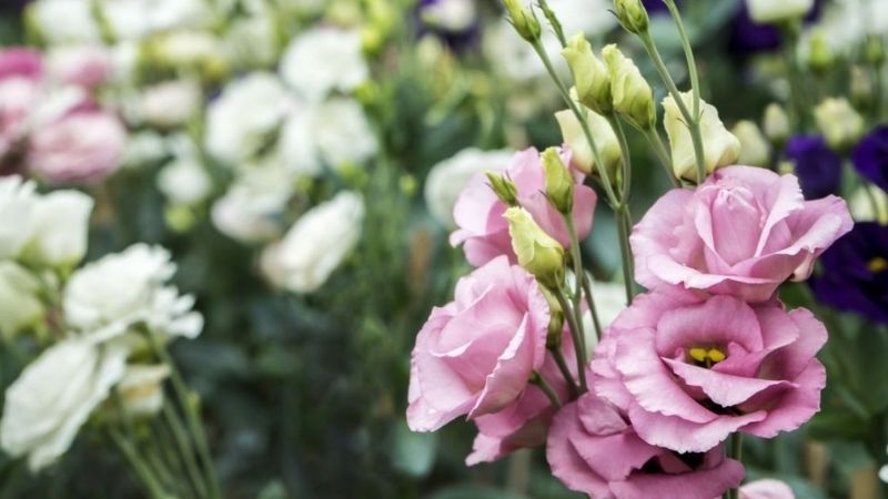 Pink Lisianthus is a symbol of love and human affection