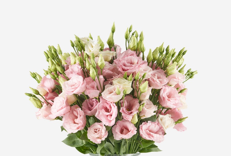 Pink Lisianthus