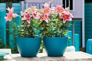 Plant flowers in pots