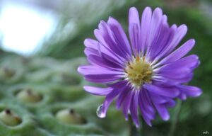 Purple Chrysanthemum