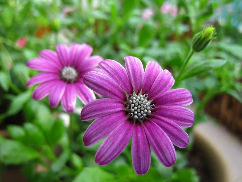 Purple daisies symbolize faithful love