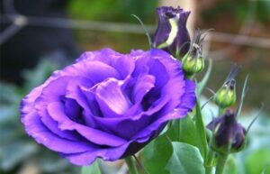 Purple Lisianthus