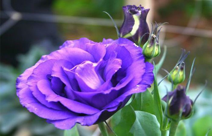 Purple Lisianthus