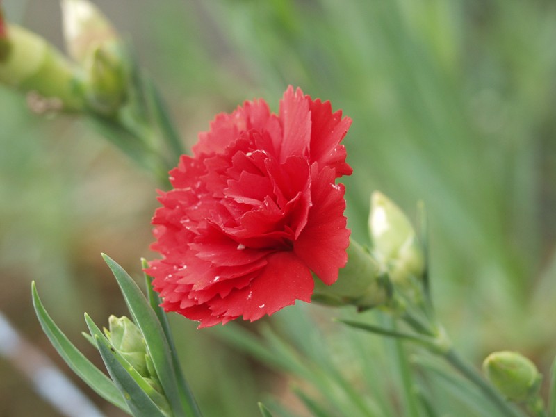 Red carnations