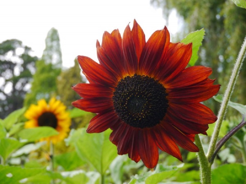 Red Sunflower