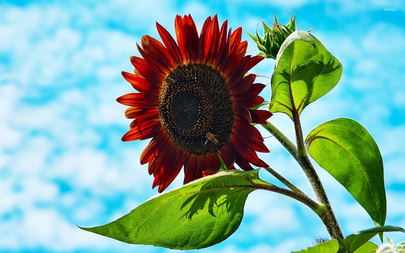 Red sunflowers represent intense life