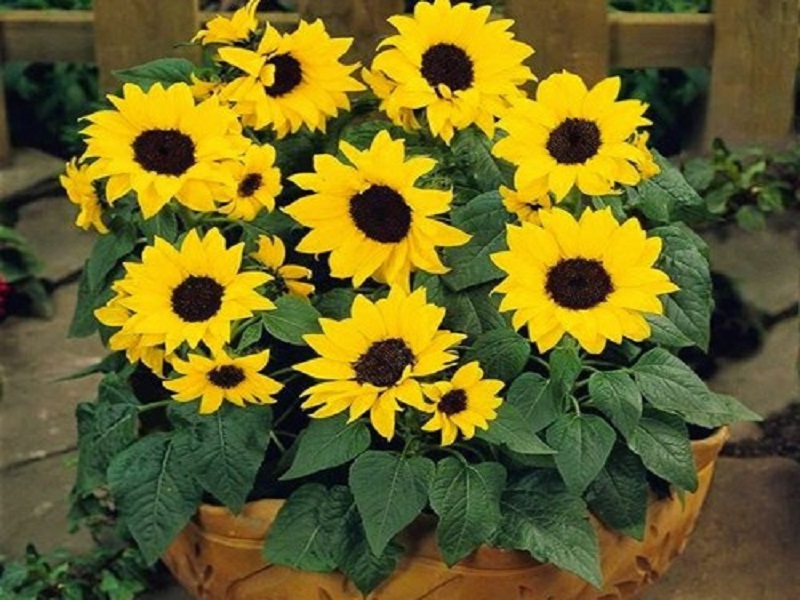 Short-term sunflower grown in pots