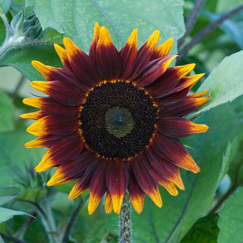 Sunflowers are quite diverse in color and very eye-catching